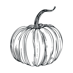 Detailed drawing of a pumpkin showcasing autumn harvest theme. Vector hand drawn illustration