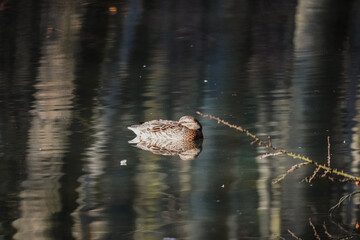 Single female duck resting while floating in the lake water with dark background