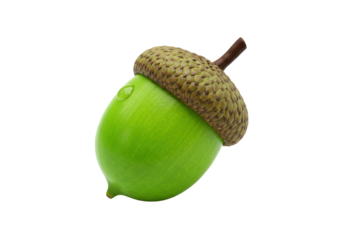 Isolated fresh green acorn with a textured brown cap and small water droplet representing nature and autumn season