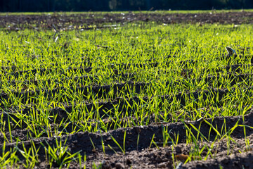 green frost-resistant wheat that was planted in winter, beautiful winter wheat, cereals in the autumn before frost, sunny weather
