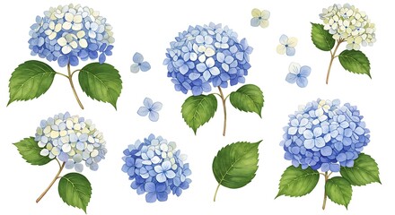 Watercolor illustration of hydrangea flowers and leaves isolated on white