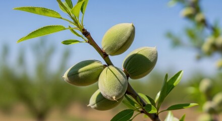 Immature almonds sprout from a branch under a clear, bright sky