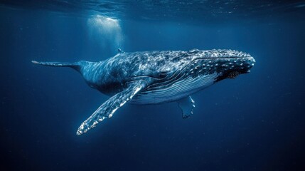 Naklejka premium Humpback whale swims in deep blue ocean, sunlight piercing the surface