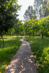 Obraz premium a trampled path in a park with a large number of different mixed deciduous trees with green foliage, a path in a park where grass does not grow