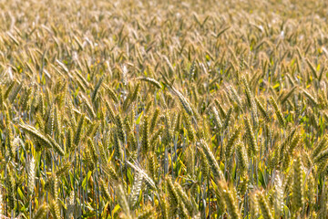 a field with wheat during ripening in the summer, a beautiful field with green and yellow wheat, close up