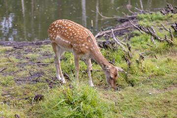 one spotted deer in the zoo in a large open enclosure on the green grass, a lone spotted deer in a large open area among the grass and trees