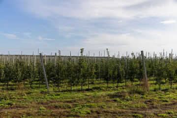 apple orchard in the autumn season, a large number of young apple trees planted in long and even rows in the orchard in the autumn season