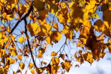 the birch trees during the autumn cold snap and a change in the color of the foliage of trees