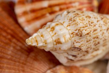 empty shells in a pile are used as souvenirs , a large number of seashells are in poor condition from improper storage