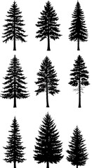 Obraz premium Evergreen Silhouettes