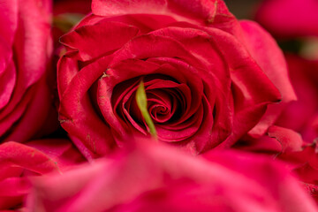 roses in a large bouquet lying on top of each other, several fresh red roses for arranging bouquets