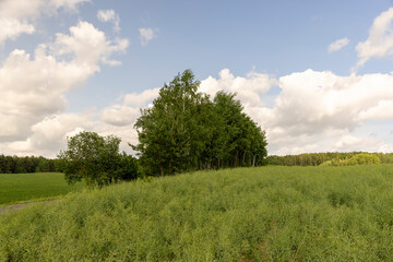 Obraz premium monocultural agricultural field with green rapeseed pods on a warm summer day in cloudy weather, thin unripe rapeseed pods used for food and fuel production