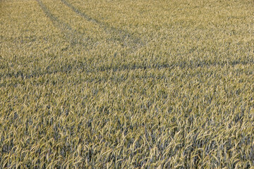 Fototapeta premium agricultural field with green unripe wheat grains in the summer, monocultural wheat field for grain production and provision of food