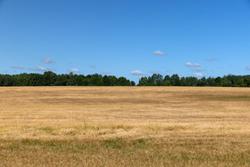Fototapeta premium clouds and a wheat field with golden rye during the ripening of a new crop of cereals, an agricultural field of golden light in the sunlight in the warm summer