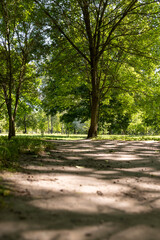 a road a city park with lots of shadows on the green low grass on a sunny bright summer day, beautiful trees with green foliage are illuminated from behind by bright sunlight