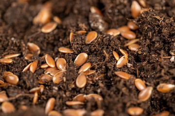 the details of the brown fertile soil with the addition of ripe flax seeds to obtain a new crop, a...