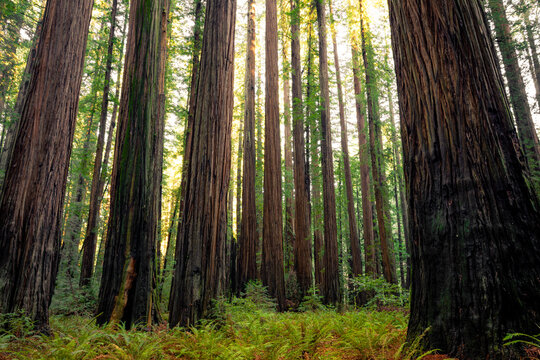 Light Illuminates the Redwoods, Rockefeller Loop, Redwood National and State Parks