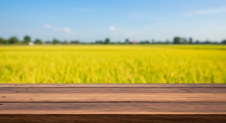 Wooden table foreground with blurry yellow rice field and blue sky background