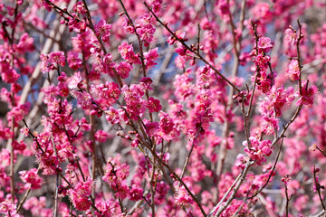 Beautiful Japanese apricot blossoms that bloom in early spring ‘Toubai’.