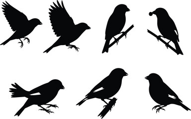 Black silhouette illustration of small songbirds in various poses including flying, perching, feeding, and standing, isolated vector design elements
