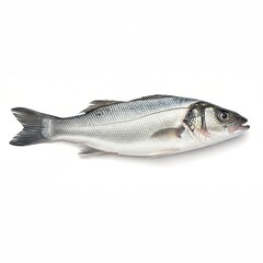 Obraz premium Whole Sea Bass Fish on White Background