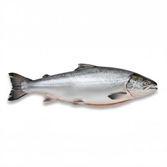 Naklejka premium Ocean Salmon