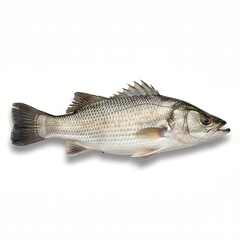 Obraz premium cutout, fresh fish, isolated, marine life, ocean fish, saltwater fish, sea bass, seafood, white background, whole fish