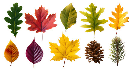 Set of autumn and green leaves isolated on transparent background, colorful foliage collection for nature, botanical and seasonal design template

