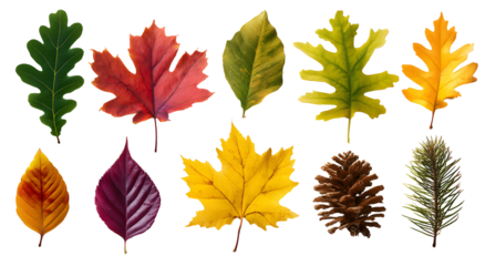 Set of autumn and green leaves isolated on transparent background, colorful foliage collection for nature, botanical and seasonal design template

