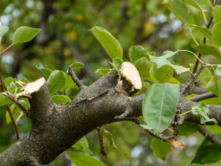 Freshly Pruned Fruit Tree Branch with Green Leaves