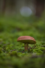 Aufnahme eiens Maronenröhlings im Wald, mit Moosflächen.
