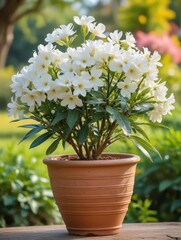 Close-up white oleander in a flower pot