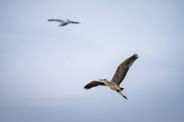 grey heron in flight