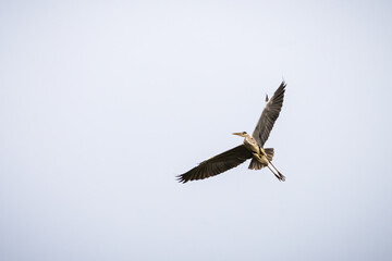 grey heron in flight