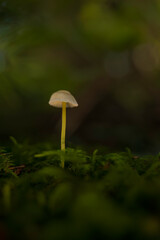 Aufnahme eines Pilzes, dem Helmling, im Wald.