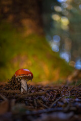 Naturaufnahme eines Fliegenpilzes im Fichtenwald mit Moosflächen, im Gegenlicht.