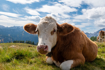 Brown and white cow resting on alpine meadow with mountain landscape in background