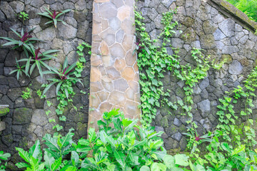 Wall covered in ivy and other plants