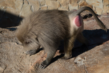 Baboon Zoo Scratching Baboon Zoo