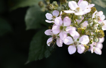 Obraz premium Gray white bunny in green grass near colorful painted Easter eggs sniffs spring flowers with a bee collecting pollen. Peaceful nature scene symbolizing Easter holiday and springtime renewal.
