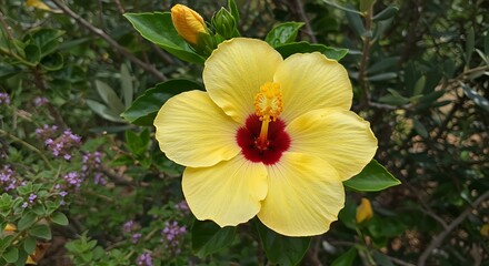 Vibrant yellow hibiscus flower in bloom with lush green foliage