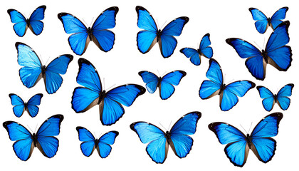 Beautiful set of blue butterflies flying and resting, an abstract collection of colorful spring insect wings isolated on white