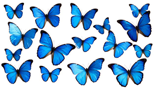 Beautiful set of blue butterflies flying and resting, an abstract collection of colorful spring insect wings isolated on white