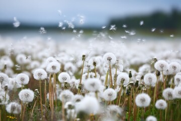 Field of dandelions with seeds blowing in the wind.
