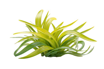 Obraz premium Vibrant Green Yellowish Plant Isolated on Transparent Background Detail Close Up Lush Leaves Botanical Illustration Ecology Concept Decorative Element Artificial Flora Indoor Decoration Studio Shot