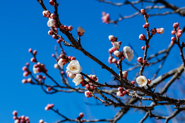 Beautiful Japanese apricot blossoms that bloom in early spring ‘Yaetouji’.