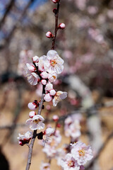 Beautiful Japanese apricot blossoms that bloom in early spring ‘Yaetouji’.