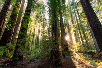 Obraz premium Sunset in the Grove of Redwoods, Big Trees Area, Humboldt Redwoods State Park, California