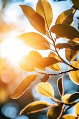 The blazing sun shining through the leaves of a tree in a summer forest, styled for warmth