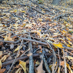 Autumn forest floor covered with dry leaves, twigs, and bark. Natural textures and earthy tones create a seasonal woodland atmosphere, perfect for ecological and nature themes.